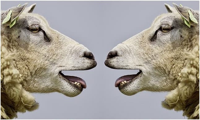 Pecore, Belare, Comunicazione